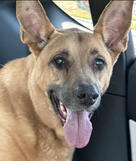 Gretel 🕊️ 1/19/26